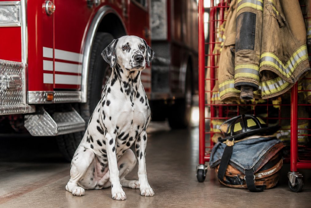 Why Firefighters Have Dalmatians: History & Tradition